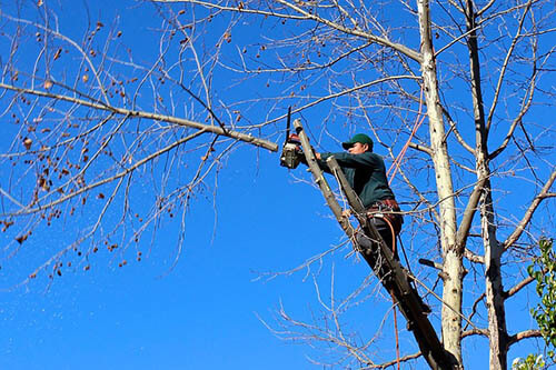 Keller Guy Tree cutting Tree-Services-Keller-TX-tree-trimming_1