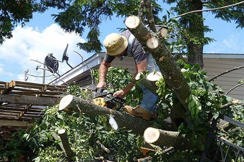 Tree-Services-Keller-TX-chainsaw-guy