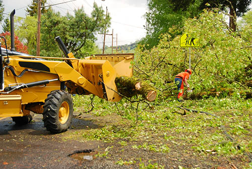 Tree-Services-Keller-TX-services-tree-removal