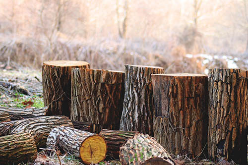 Tree-Services-Keller-TX-Chopped-Wood_1
