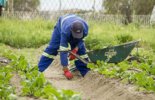 Tree-Services-Keller-TX-services-tree-removal