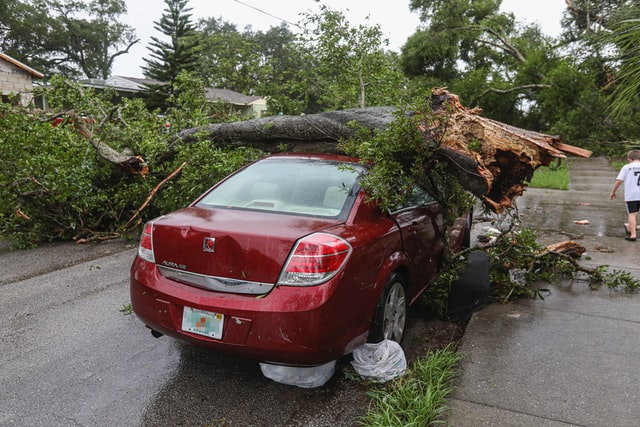 Tree-Services-Keller-TX-services-tree-removal