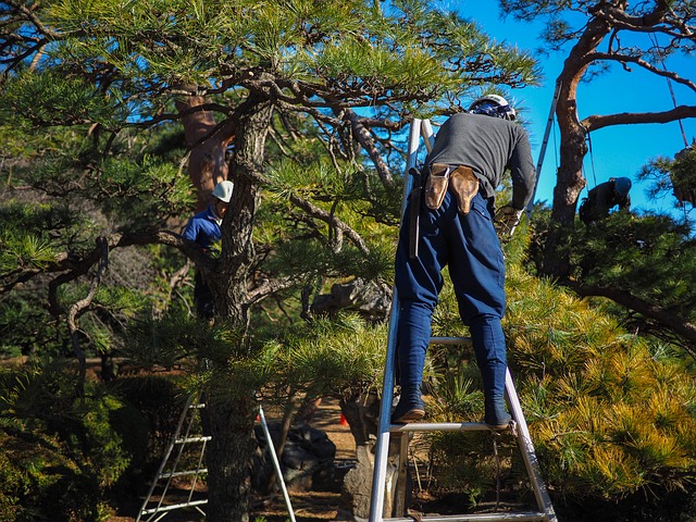 Tree-Services-Keller-TX-services-tree-removal