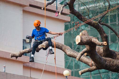 Tree-Services-Keller-TX-services-tree-removal