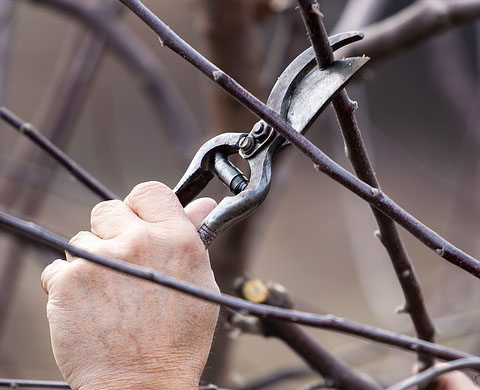 Tree-Services-Keller-TX-services-tree-removal